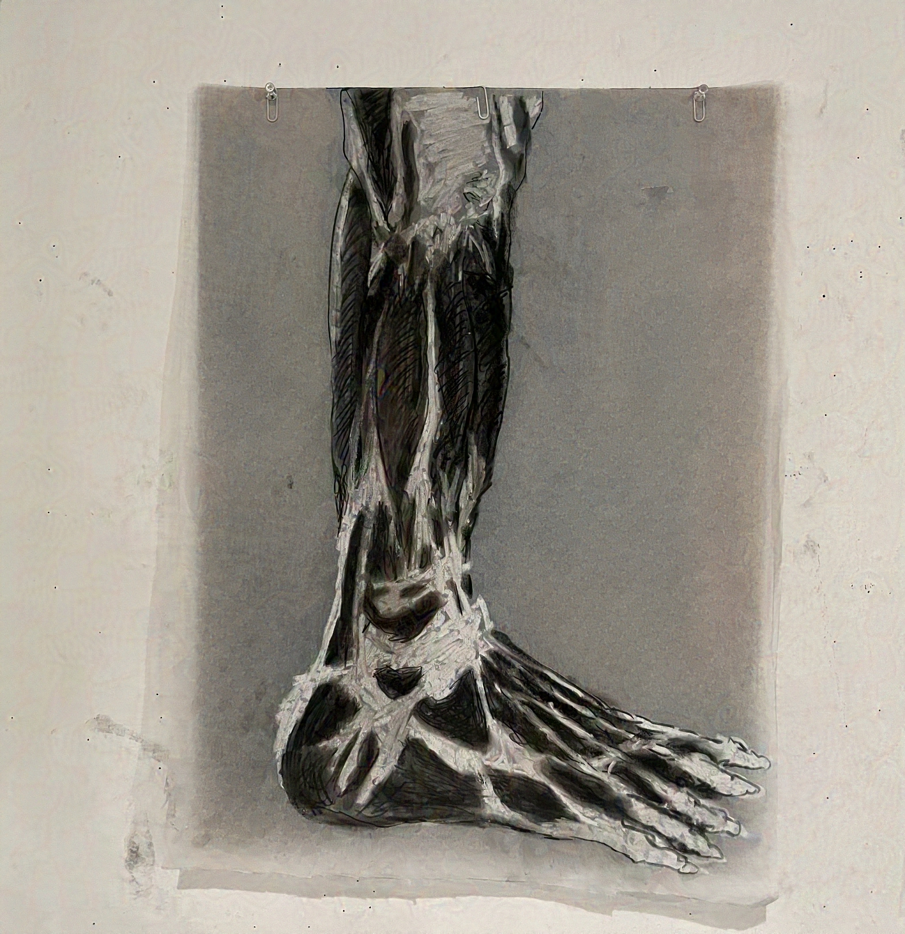 Anatomy Study 4