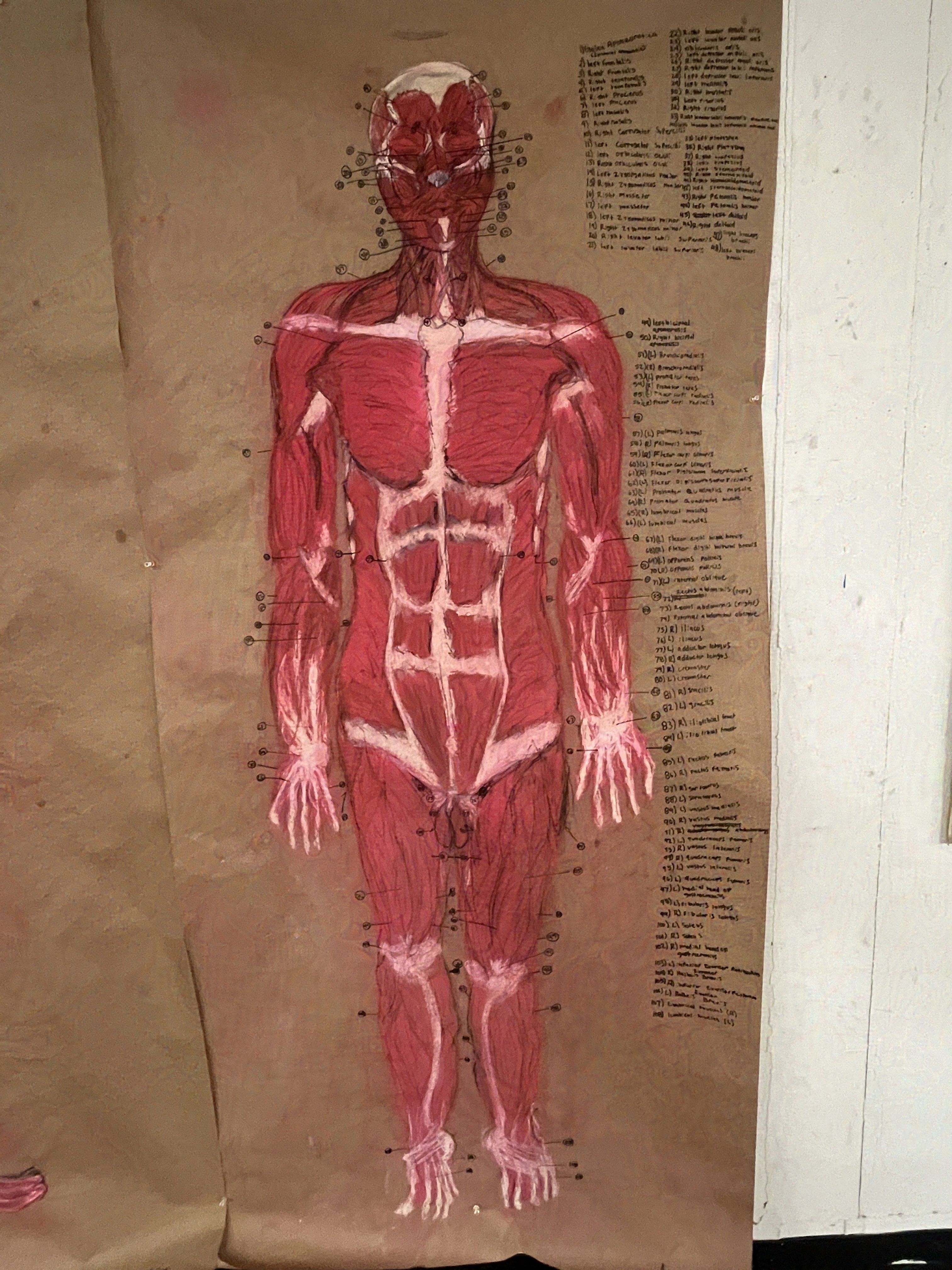 Anatomy Study 1