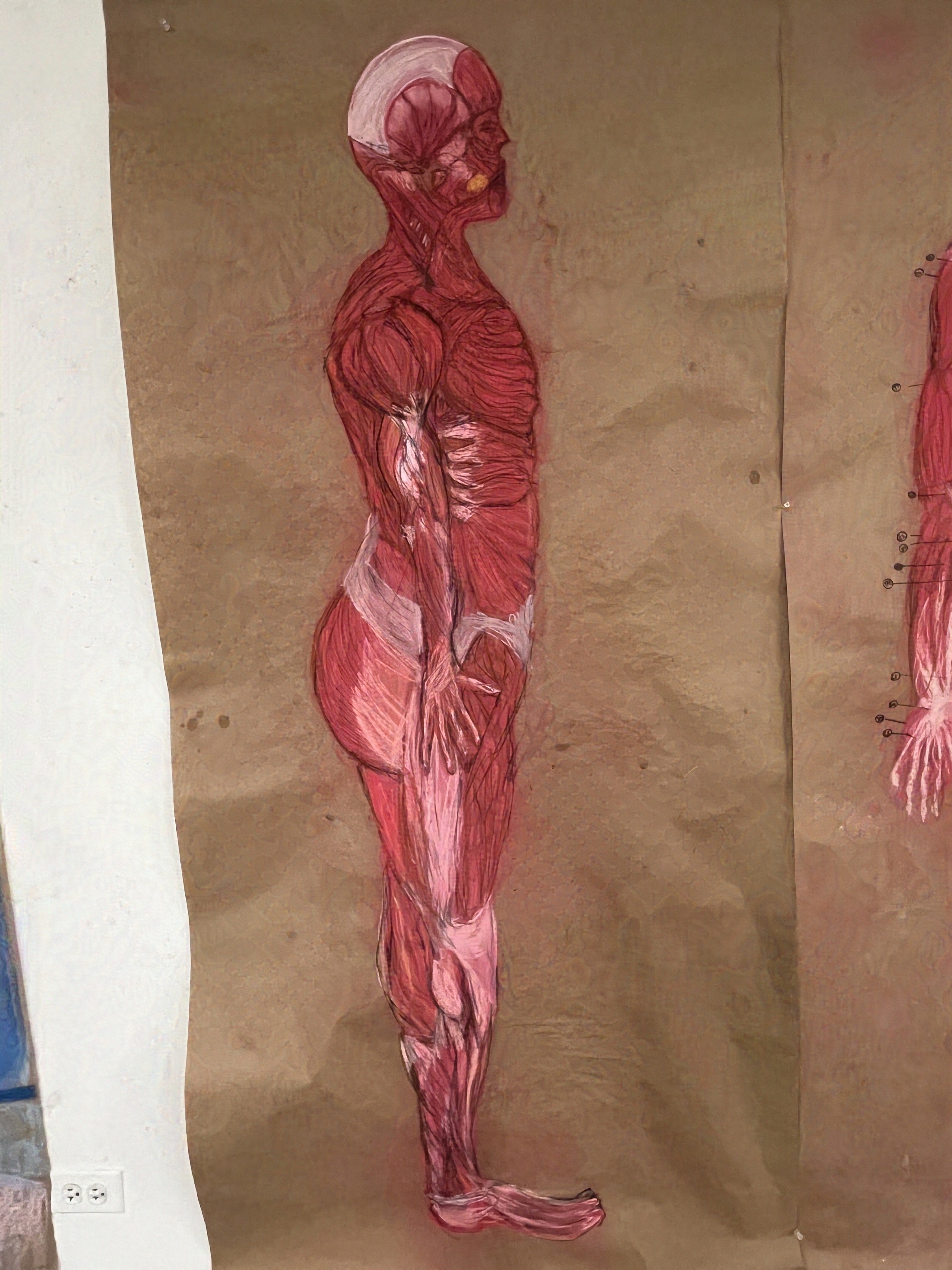 Anatomy Study 2